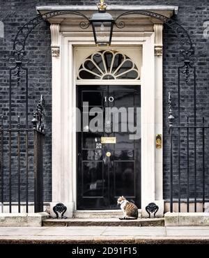 LONDON, Großbritannien - Apr 19, 2017: Die Katze namens Larry ist die Downing Street Katze von 10 und ist Chief Mouser des Kabinettsbüros. Larry ist ein brauner und weißer tabb Stockfoto