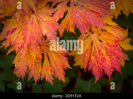 Eine Studie der japanischen roten Acer Blätter im Herbst Sonnenlicht, bevor sie zu Boden fallen Stockfoto