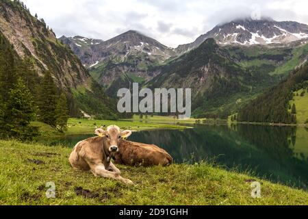 Junge Kühe weiden am Vilsalpsee im Tannheimer Tal Stockfoto