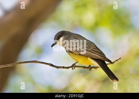 Ein westlicher Königsvogel, Tyrannus verticalis, thront auf einem Ast Stockfoto