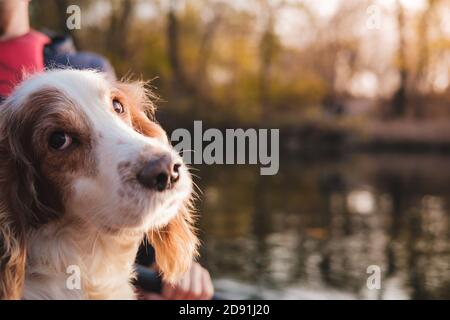 Porträt eines Hundes am Wasser. Russian Spaniel Hundekopf mit Fluss im Hintergrund, kopieren Raum, Hunde im Freien Szene Stockfoto