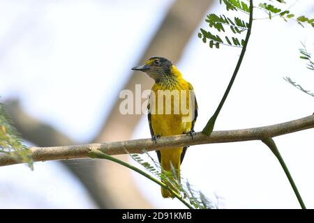 Juvenile Oriole Bird ist hängend auf EINEM Baum Stockfoto
