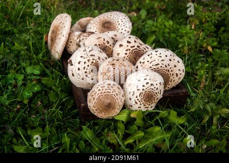 Parasol Pilze Macrolepiota procera nahm Nahaufnahme als Nahrungshintergrund Stockfoto