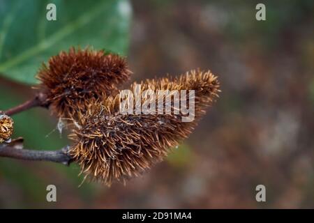 Aufnahme eines Achiote mitten in einem Wald An einem bewölkten Tag mitten im Wald Stockfoto