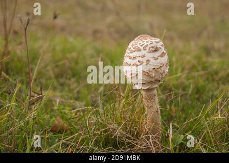 Junger Sonnenschirm Pilz Macrolepiota procera Nahaufnahme auf Wiesengras Stockfoto