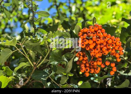 Schöne orange reife Weißdornbeeren (Pyramicantha angustifolia) auf Baum mit grünen Blättern. Absolut erstaunliche herbstliche bunte Natur Vibes Stockfoto