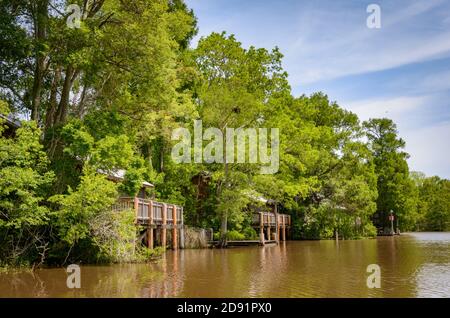 Lake Fausse Pointe State Park Stockfoto