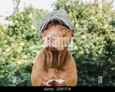 Liebenswerte, hübsche Welpe in Schokoladenfarbe. Nahaufnahme Stockfoto
