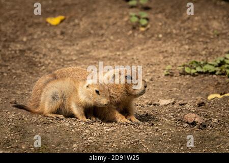 Ein junger und ein erwachsener Schwarzschwanzpräriehund, sonniger Tag Sommer in einem Zoo Stockfoto