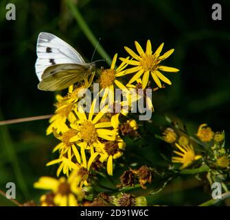 Weiblicher großer weißer Schmetterling Pieris brassicae Stockfoto