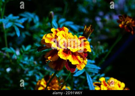 RINGELBLUME Stockfoto