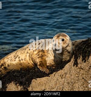 Eine junge Seehunde auf einem Felsen, sonniger Sommertag, Les Sept Iles, Bretagne (Frankreich) Stockfoto