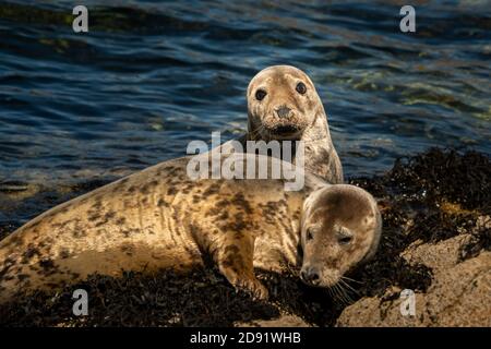 Zwei junge Seehunde liegen auf einem Felsen, sonniger Sommertag, Les Sept Iles, Bretagne (Frankreich) Stockfoto