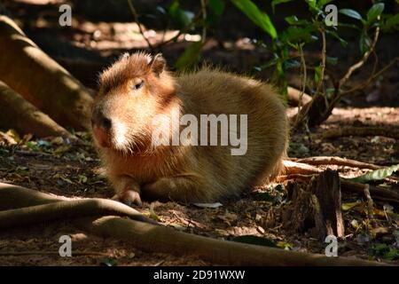 Schöne Capybara grasen auf dem Boden im Park, Stockfoto