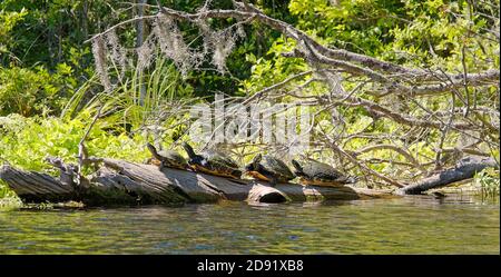 4 Schildkröten auf dem Baumstamm; Sonnenbaden; Tierwelt, Natur; Meerestiere, spanisches Moos hängend, Wasser, Seekeulchen, Pseudemys floridana, Silver Springs State Par Stockfoto