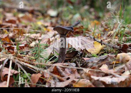 Verschiedene Pilze sind im Wald im Herbst unter gewachsen Die Bäume Stockfoto