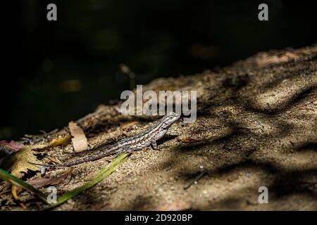 Erwachsene männliche nordwestliche Zauneidechse am Bachufer Stockfoto