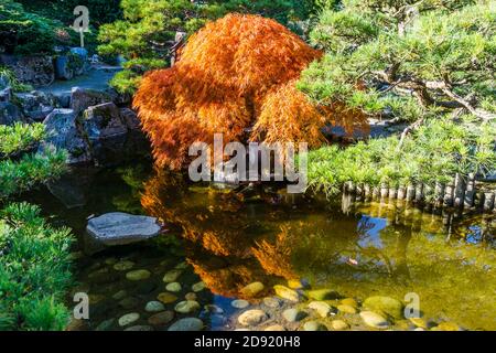 Ein Teich und japanischer Ahornbaum im Herbst. Aufgenommen in Seatac, Washington. Stockfoto