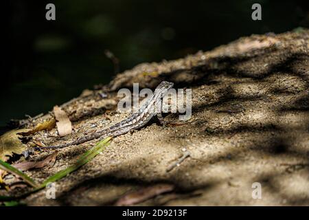 Erwachsene männliche nordwestliche Zauneidechse am Bachufer Stockfoto