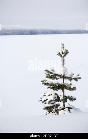 Einsame junge Schottenkiefer (Pinus sylvestris) im Schnee. Stockfoto