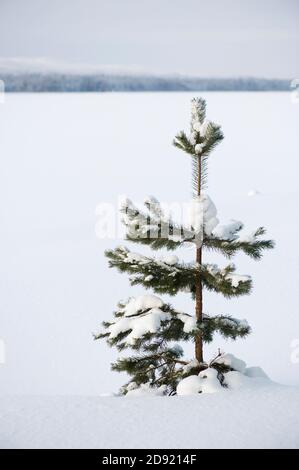 Einsame junge Schottenkiefer (Pinus sylvestris) im Schnee. Stockfoto