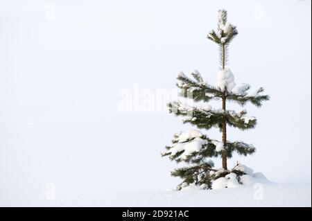 Einsame junge Schottenkiefer (Pinus sylvestris) im Schnee. Stockfoto