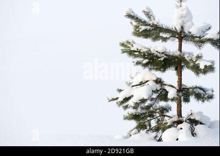 Einsame junge Schottenkiefer (Pinus sylvestris) im Schnee. Stockfoto