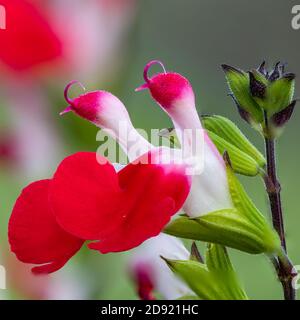 Makroaufnahme von heißen Lippen Salvia Blumen in Blüte Stockfoto