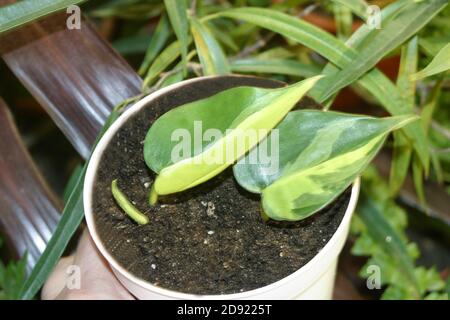 Philodendron hederaceum Topfhaus Pflanze Stockfoto