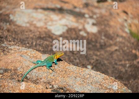 Drei Büffel grasen im Abstand auf einer weiten grünen Wiese unter einem tiefblauen Himmel im Wichita Mountains National Wildlife Refuge, Oklahoma. Stockfoto