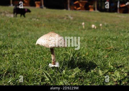 Sonnenschirm Pilz lat. Macrolepiota procera, wächst auf bosnischen Bergen Stockfoto