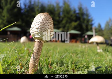 Sonnenschirm Pilz lat. Macrolepiota procera, wächst auf bosnischen Bergen Stockfoto