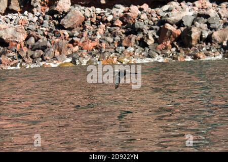 Lava Möwe auf der Suche nach Nahrung fliegt entlang Punta Vicente Roca bei Isabela, die größte der Galapagos Inseln. Stockfoto