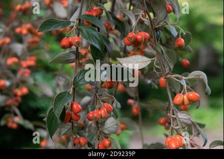 Orangenbeeren auf einem Baum in der Herbstsaison Stockfoto