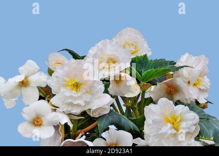 Sanfte Blüten von tuberösen weißen Begonien auf blauem Hintergrund isoliert, Nahaufnahme. Begonia ist eine spektakuläre und elegante blühende Zierpflanze für gar Stockfoto