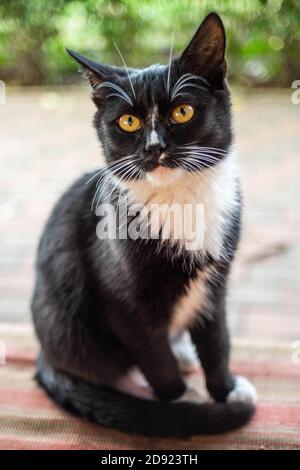 Schwarz mit weißem Haar junge Katze auf der Bank sitzen Im ländlichen Garten Stockfoto