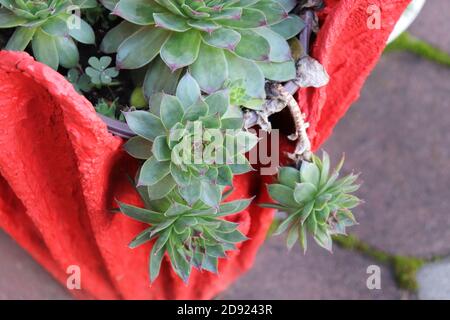 Gemeine Houseleek oder Sempervivum tectorum Stockfoto