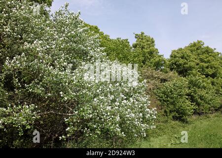 Graue Pappel Baum, und andere, bilden eine Barriere am Rande eines Feldes. Mittags an einem hellen Frühlingstag eingenommen Stockfoto