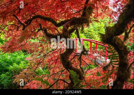 Roter japanischer Ahorn in der Herbstsaison mit einer roten Brücke im Hintergrund am Kubota Japanese Garden in Seattle, Washington, USA Stockfoto