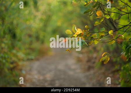 Schöne Herbstblätter auf dem Ast im Herbstwald. Hintergrund verwackelte Straße. Stockfoto