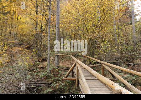 Waldwanderweg im Herbst über eine kleine rustikale Brücke Stockfoto