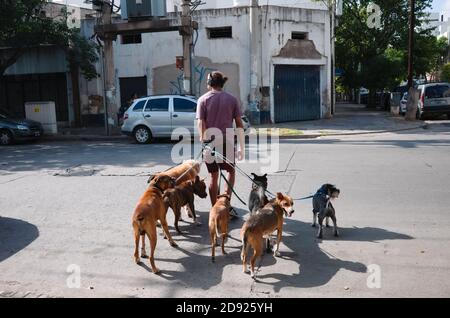 Cordoba, Argentinien - Januar, 2020: Professioneller Hundespaziergänger oder Heimtierer, der eine Straße mit Hunden überquert. Mann, der mit einem Haufen Hunde läuft und zuhört Stockfoto