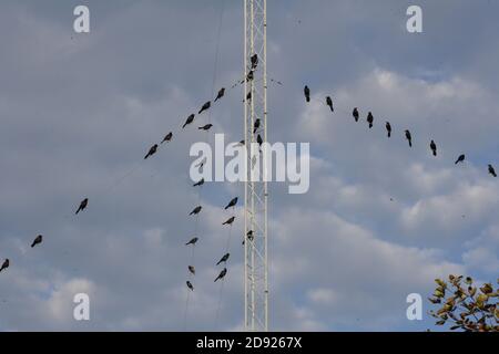 Gemeiner Grackle (Quiscalus quiscula) Herde auf Funkmast Florida thront Februar Stockfoto