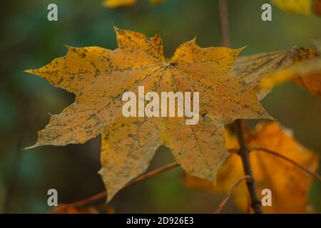 Oranges Ahornblatt auf einem Baum im Herbstwald Stockfoto