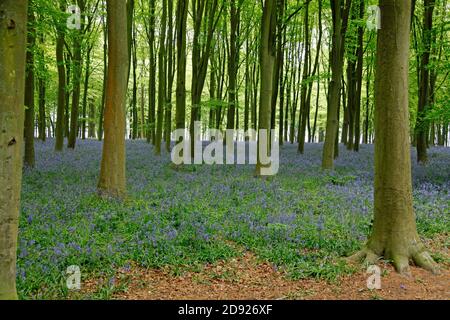 Dicker Teppich aus Glockenblumen, der den Boden in einem Holz bedeckt Stockfoto