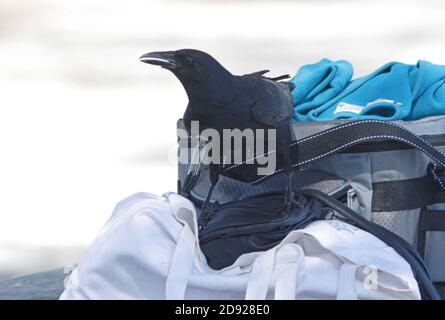 Fish Crow (Corvus ossifragus) Erwachsene Raiding Strandgänger Tasche Sanibel Island, Florida Februar Stockfoto