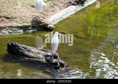 Der Kuhreiher, Bubulcus ibis, ist eine kosmopolitische Reiherart, Familie Ardeidae Stockfoto