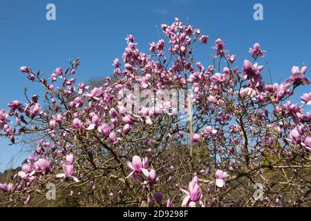 Leuchtend rosa Frühlingsblumen auf einem sommergrünen Magnolienbaum (Magnolia 'Iolanthe'), der in einem Garten in Rural Devon, England, Großbritannien wächst Stockfoto