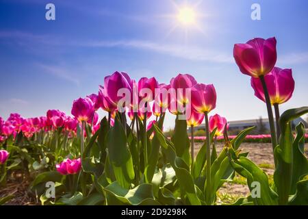 Sehr schöne rosa Tulpen in voller Blüte gegen die fotografiert Sonne mit schönen Sonnenstrahlen und blauer Himmel mit Wolken Schleier und Sonnenlicht scheinen durch Stockfoto