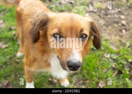 Ingwer-Hund schaut in die Linse, obdachloser Hund, Nahaufnahme Schnauze eines Hundes mit braunen Augen Stockfoto